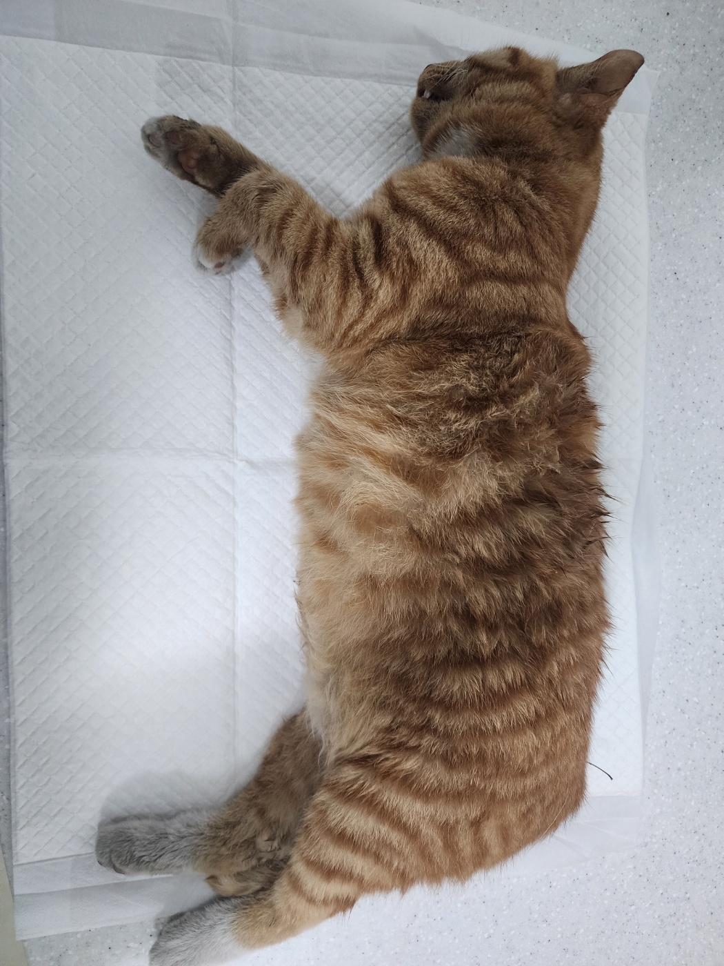 인천광역시수의사회_428353202500185