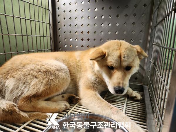 한국동물구조관리협회_441406202500225