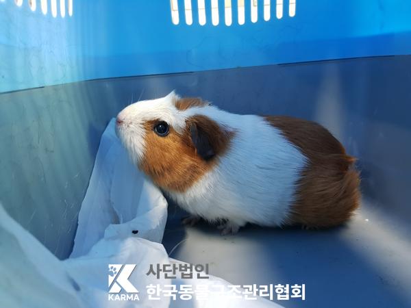 한국동물구조관리협회_441409202500412