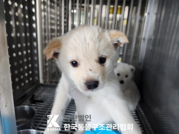 보호중 믹스견의 가…