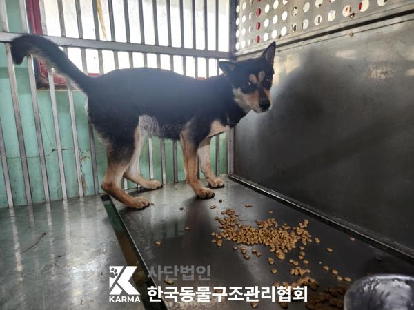 한국동물구조관리협회_441414202500118