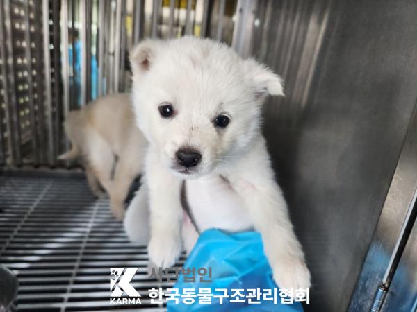 한국동물구조관리협회_441406202500228