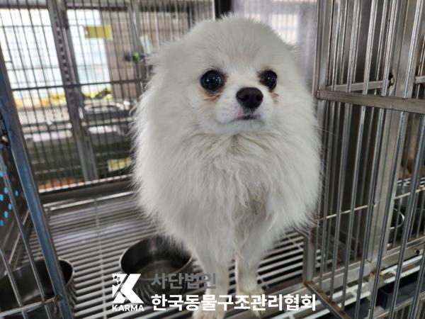 한국동물구조관리협회_441560202500341