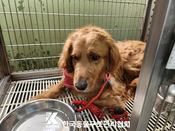 한국동물구조관리협회_441382202500171