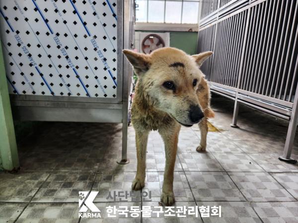 한국동물구조관리협회_441414202500117