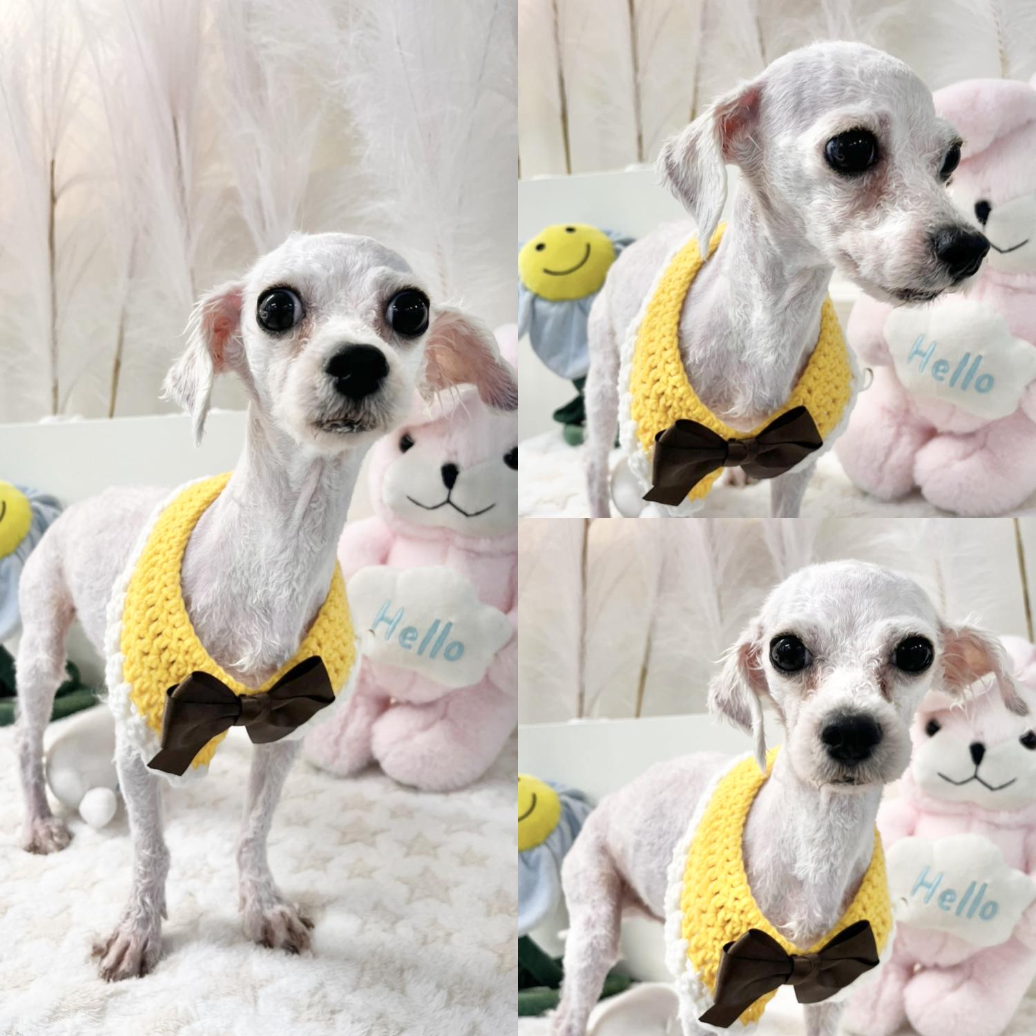 경주동물사랑보호센터_447505202500246