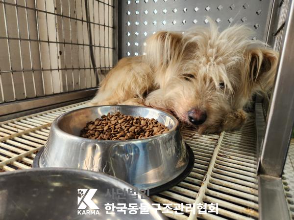 한국동물구조관리협회_441406202500226