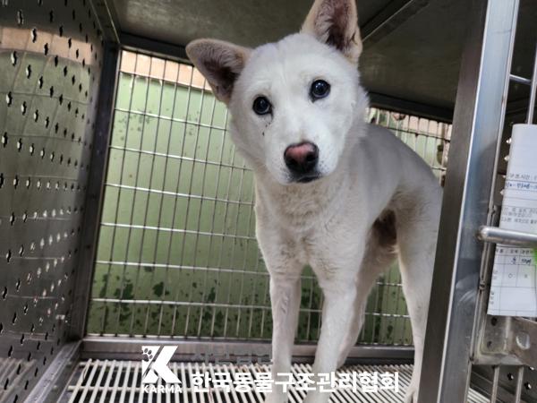 한국동물구조관리협회_441382202500172