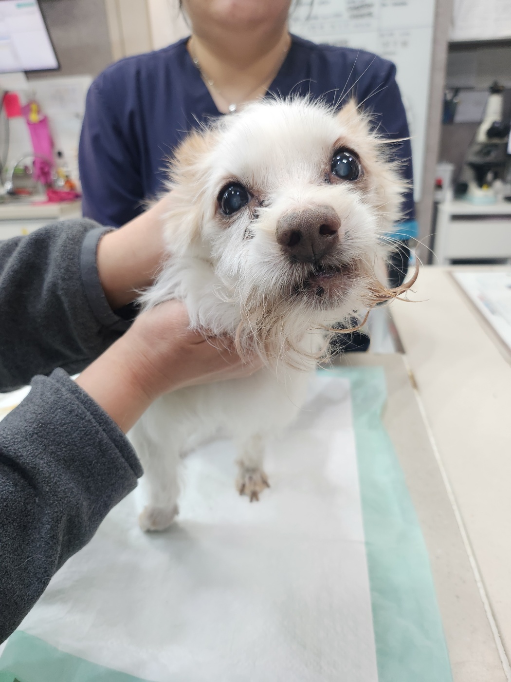 24시아이동물메디컬_441386202500246