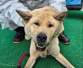 제주 동물보호센터_450650202500696