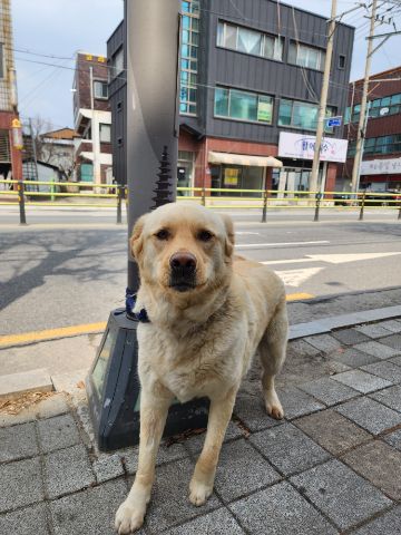 충주시동물보호센터_443439202500130
