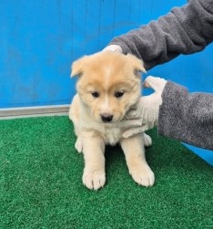 제주 동물보호센터_450650202500698