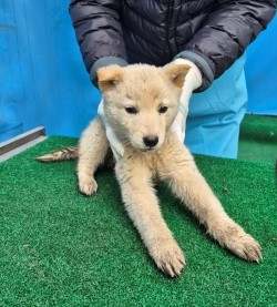 제주 동물보호센터_450650202500702