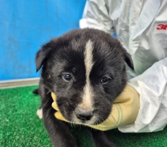 제주 동물보호센터_450650202500701