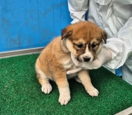 제주 동물보호센터_450650202500700