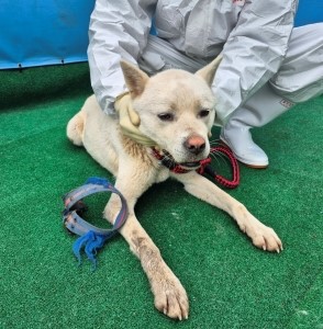 제주 동물보호센터_450650202500704