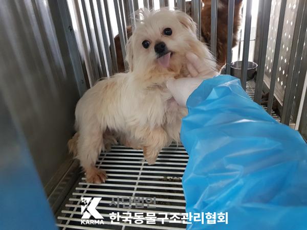 한국동물구조관리협회_441406202500232