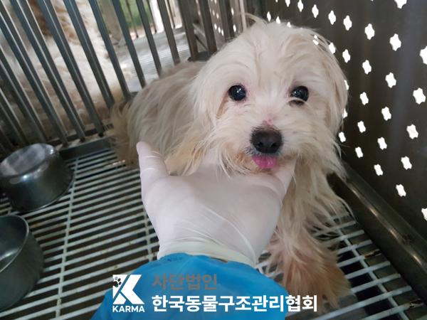 한국동물구조관리협회_441406202500229