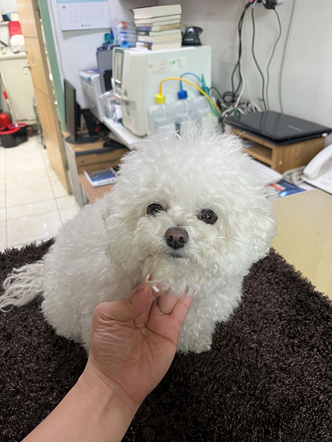 삼산종합동물병원_428354202500220