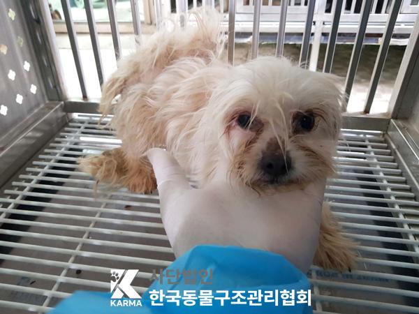한국동물구조관리협회_441406202500236
