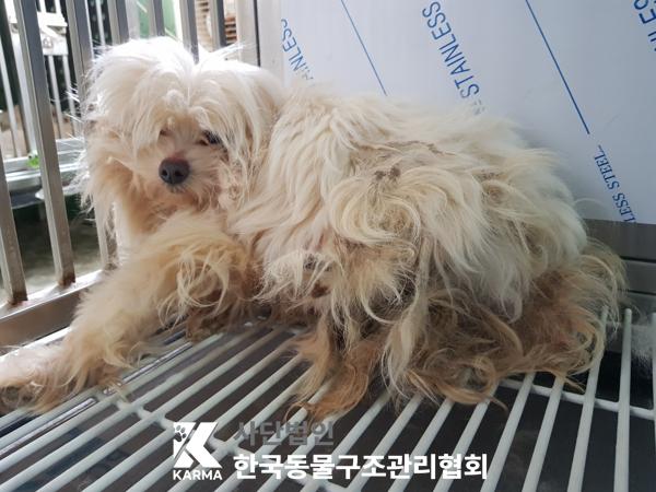 한국동물구조관리협회_441406202500235
