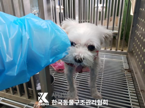 한국동물구조관리협회_411310202500185