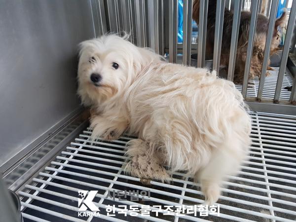보호중 말티즈의 가…