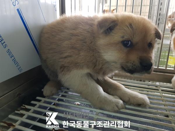 한국동물구조관리협회_441409202500413