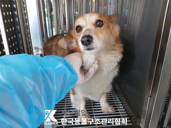 보호중 웰시 코기 …
