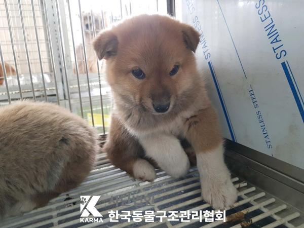 한국동물구조관리협회_441409202500414