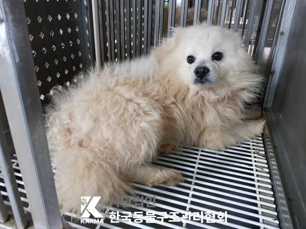 한국동물구조관리협회_441406202500244