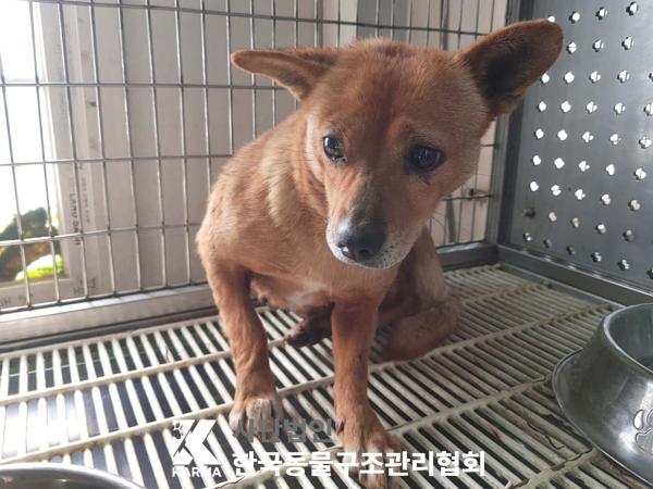 한국동물구조관리협회_441409202500415