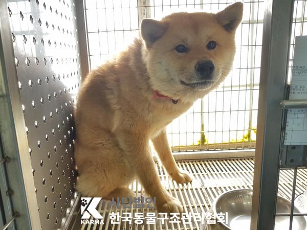한국동물구조관리협회_441559202500255