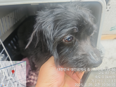 대전동물보호센터_430365202500053