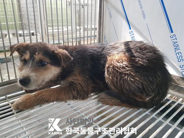 한국동물구조관리협회_411316202500138