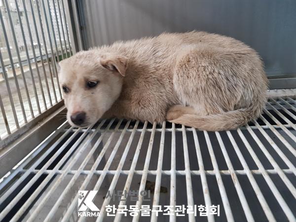 한국동물구조관리협회_411316202500137