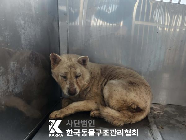 한국동물구조관리협회_441560202500352