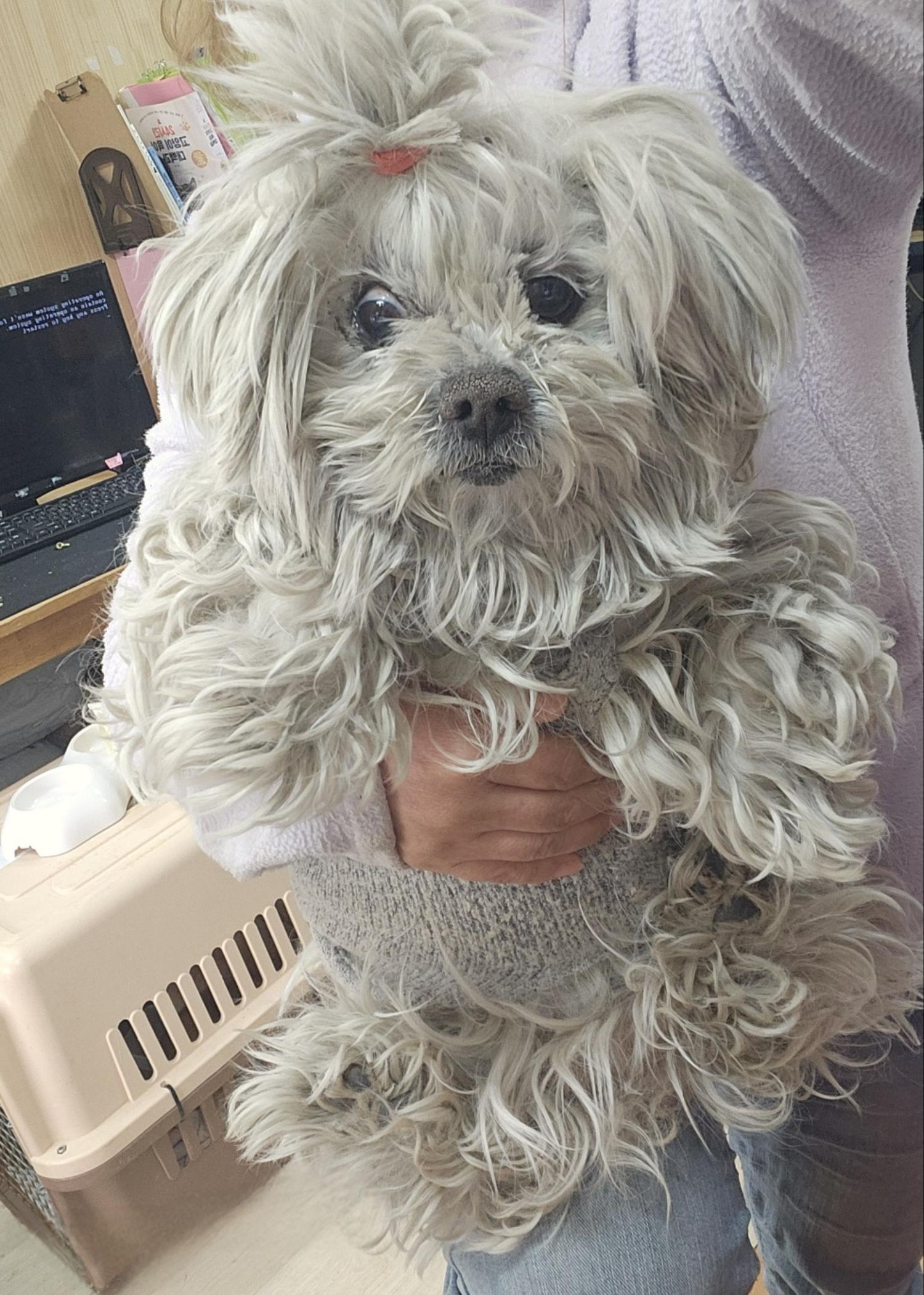 울산유기동물보호센터_431370202500103