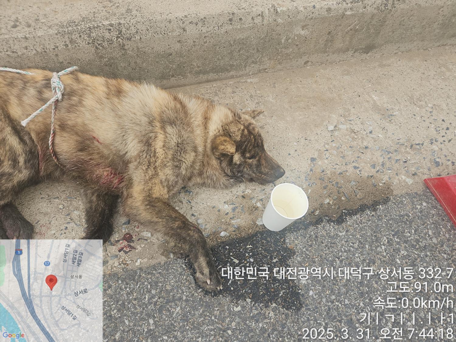 대전동물보호센터_430368202500094