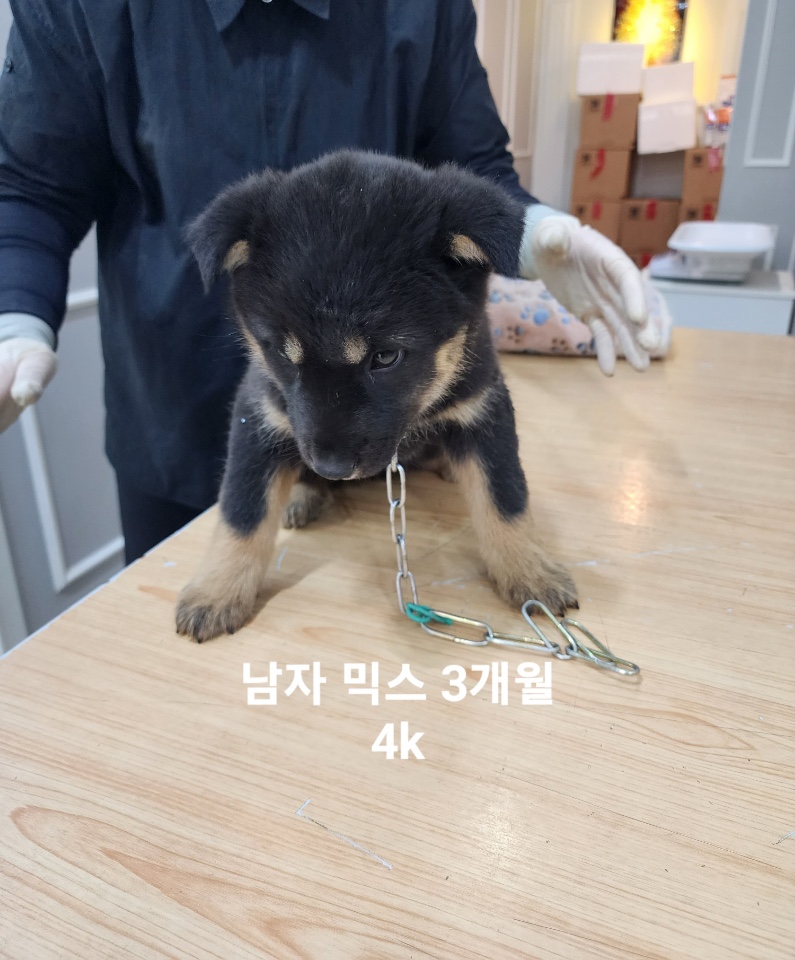 옥천동물병원_443443202500320