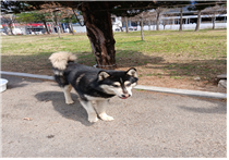 (사)동물보호관리협회_448535202500408