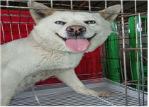 (사)동물보호관리협회_448535202500409