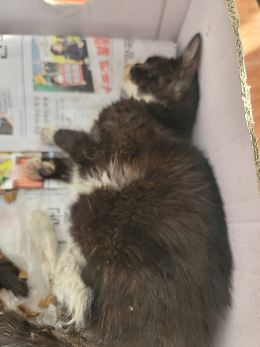 증평 가정견 훈련소_443445202500134
