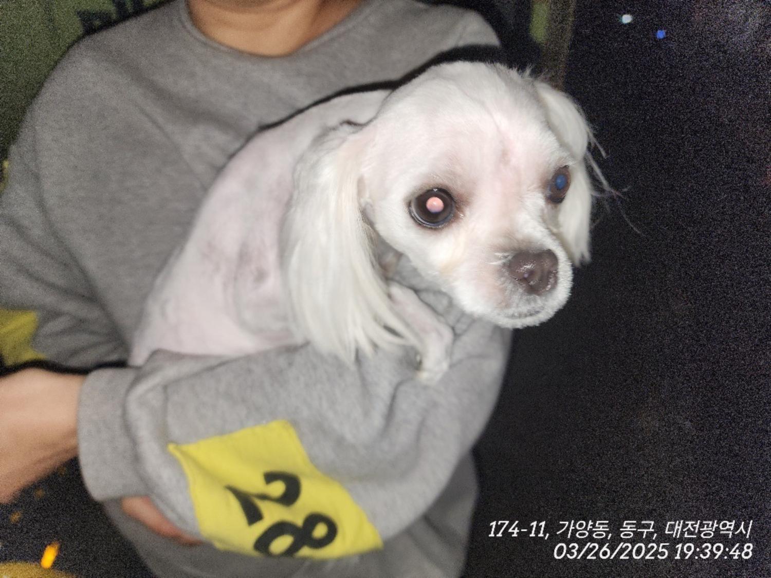 대전동물보호센터_430364202500067