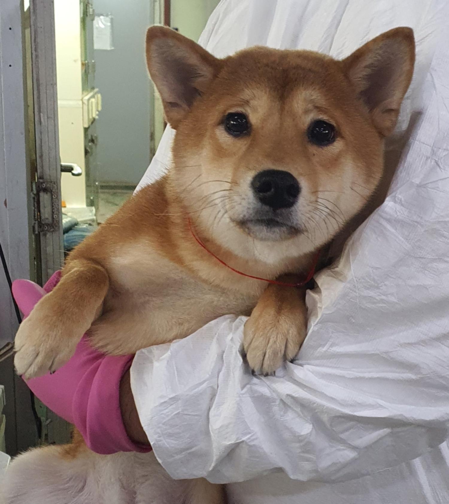 종료(입양) 시바의…