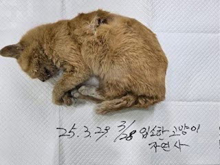 종료(자연사) 한국…