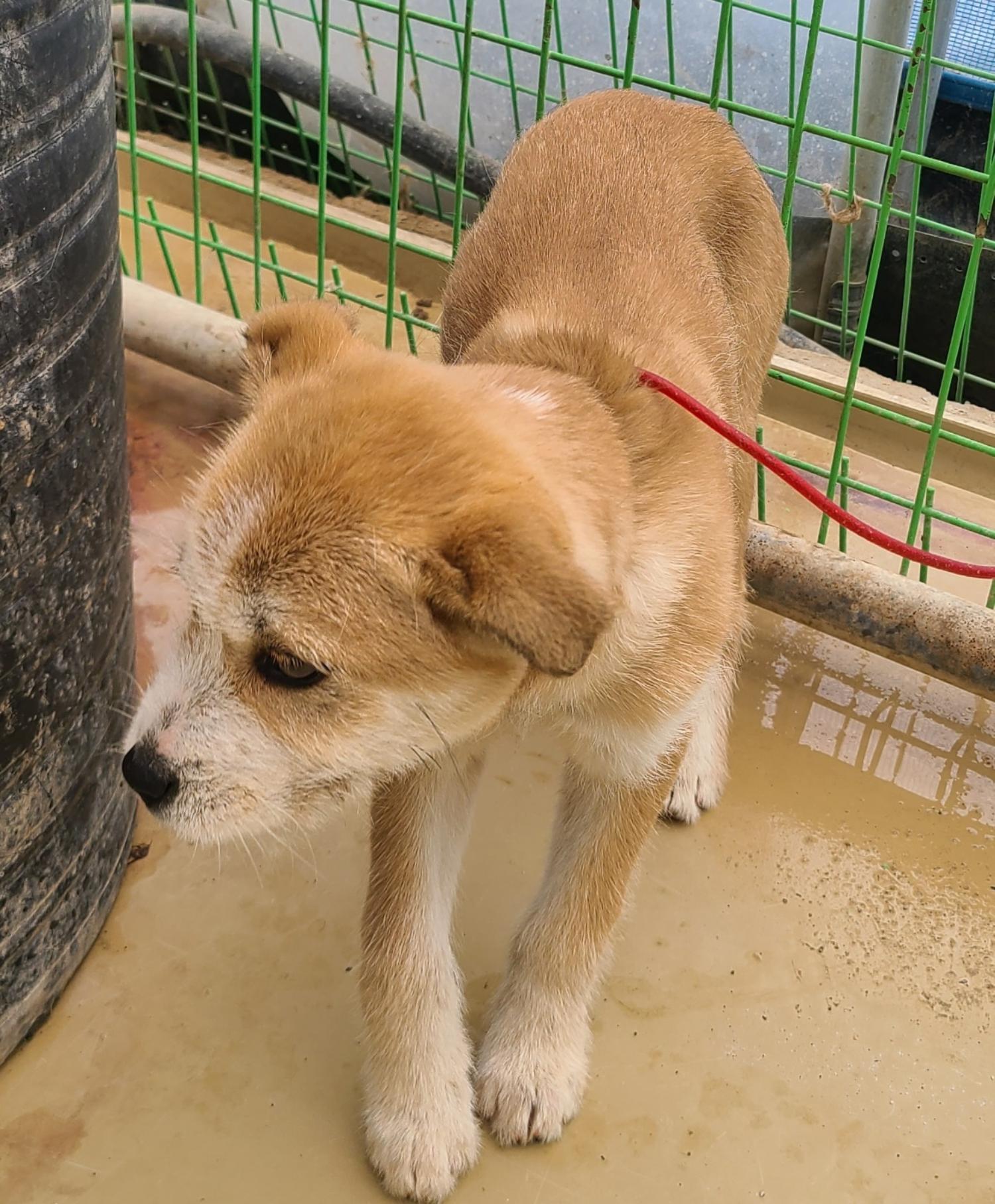 곡성군동물보호소_446486202500046