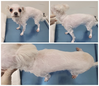논산시 동물보호센터_444454202500379