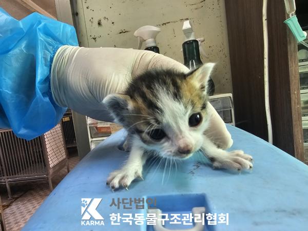 한국동물구조관리협회_411305202500072