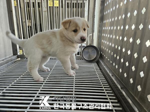 종료(기증) 믹스견…